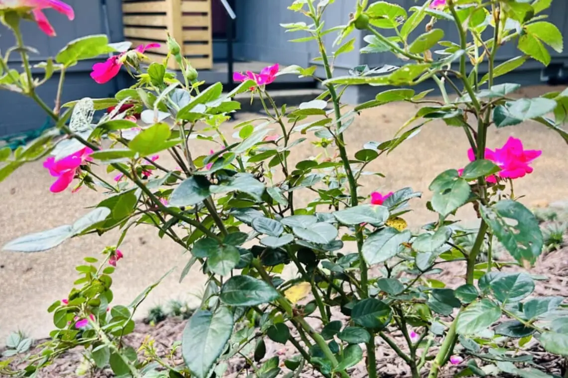 2d489e9b 38df 485f 829b d8ebf692fa86