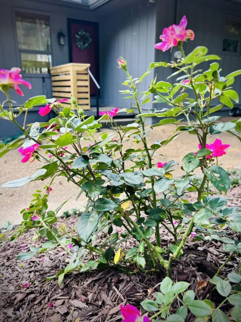 2d489e9b 38df 485f 829b d8ebf692fa86